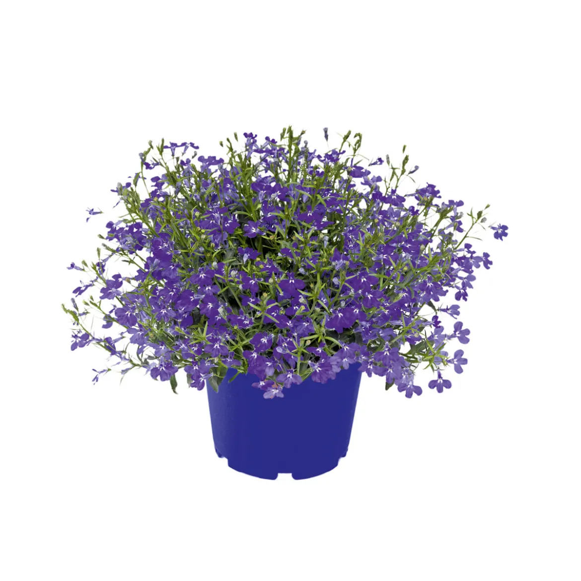 PlantiflorMännertreu Richardii Topf 13 cm