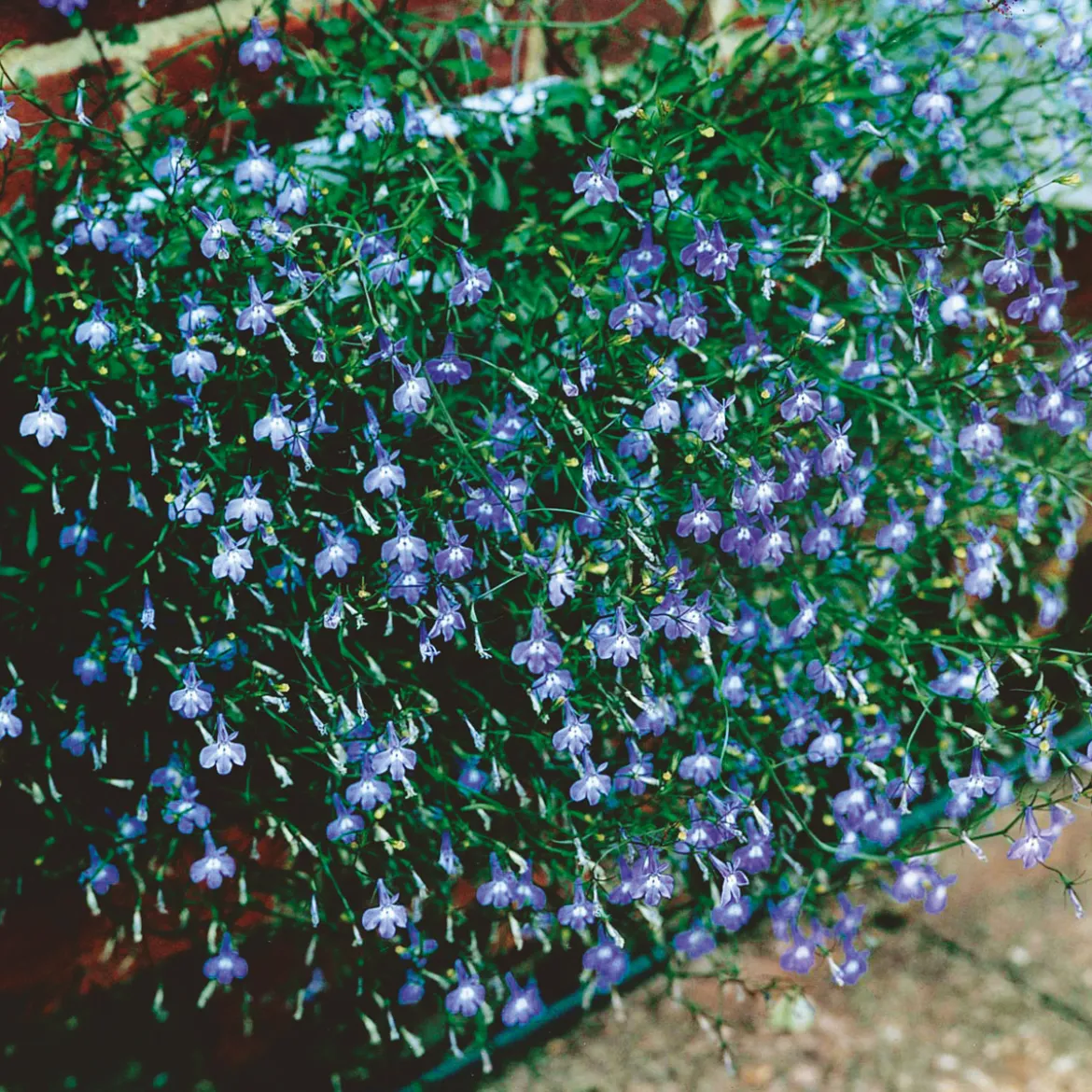 PlantiflorMännertreu Richardii Topf 13 cm
