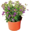 PlantiflorMännertreu Topf Durchmesser 10,5 cm
