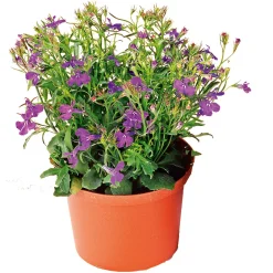 PlantiflorMännertreu Topf Durchmesser 10,5 cm
