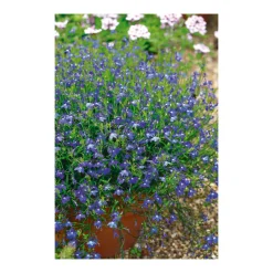 PlantiflorMännertreu Topf Durchmesser 10,5 cm
