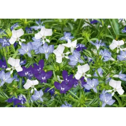 PlantiflorMännertreu Topf Durchmesser 10,5 cm