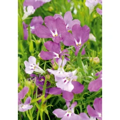 PlantiflorMännertreu Topf Durchmesser 10,5 cm