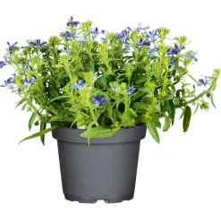 PlantiflorMännertreu Topf Durchmesser 10,5 cm