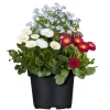 PlantiflorMyoBell Topf Durchmesser 14 cm