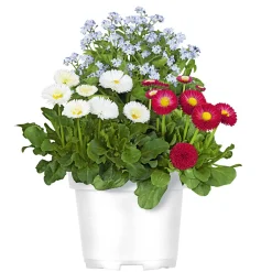 PlantiflorMyoBell Topf Durchmesser 14 cm