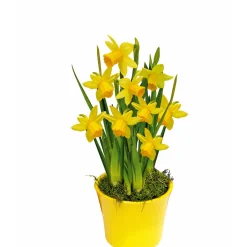 PlantiflorNarzissen 3 Zwiebeln im Topf Durchmesser 9 cm