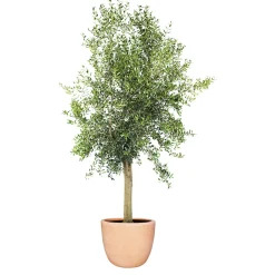 PlantiflorOliven-Stamm im Topf Durchmesser 15 cm