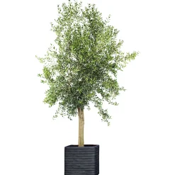 PlantiflorOliven-Stamm im Topf Durchmesser 15 cm