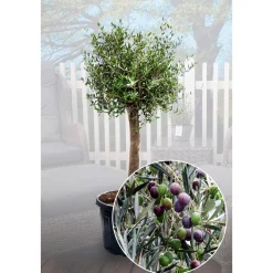 PlantiflorOliven-Stamm im Topf Durchmesser 15 cm