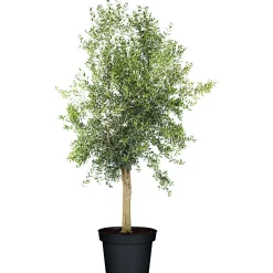 PlantiflorOliven-Stamm im Topf Durchmesser 15 cm