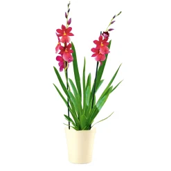 PlantiflorOrchideen-Mix Topf Durchmesser 9 cm