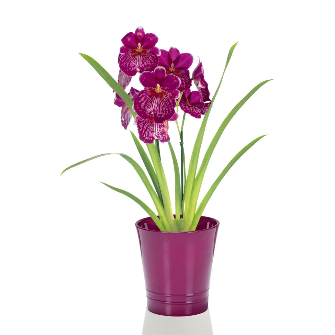 PlantiflorOrchideen-Mix Topf Durchmesser 9 cm