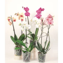 Plantiflor Orchideen-Mix 2-Trieber
