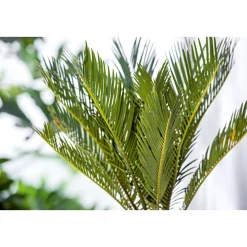 PlantiflorPalmfarn Topf Durchmesser 12 cm