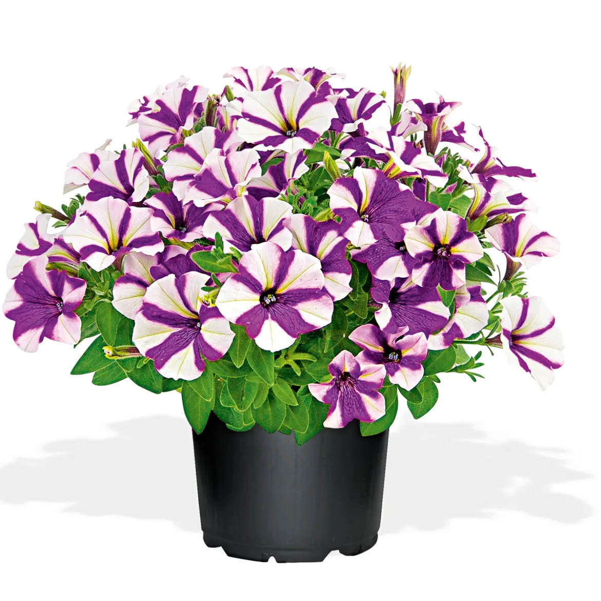 PlantiflorPetunia Topf Durchmesser 12 cm