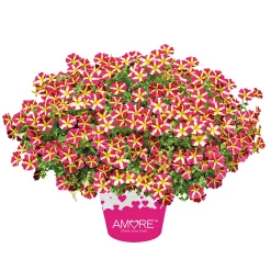 PlantiflorPetunia Topf Durchmesser 12 cm