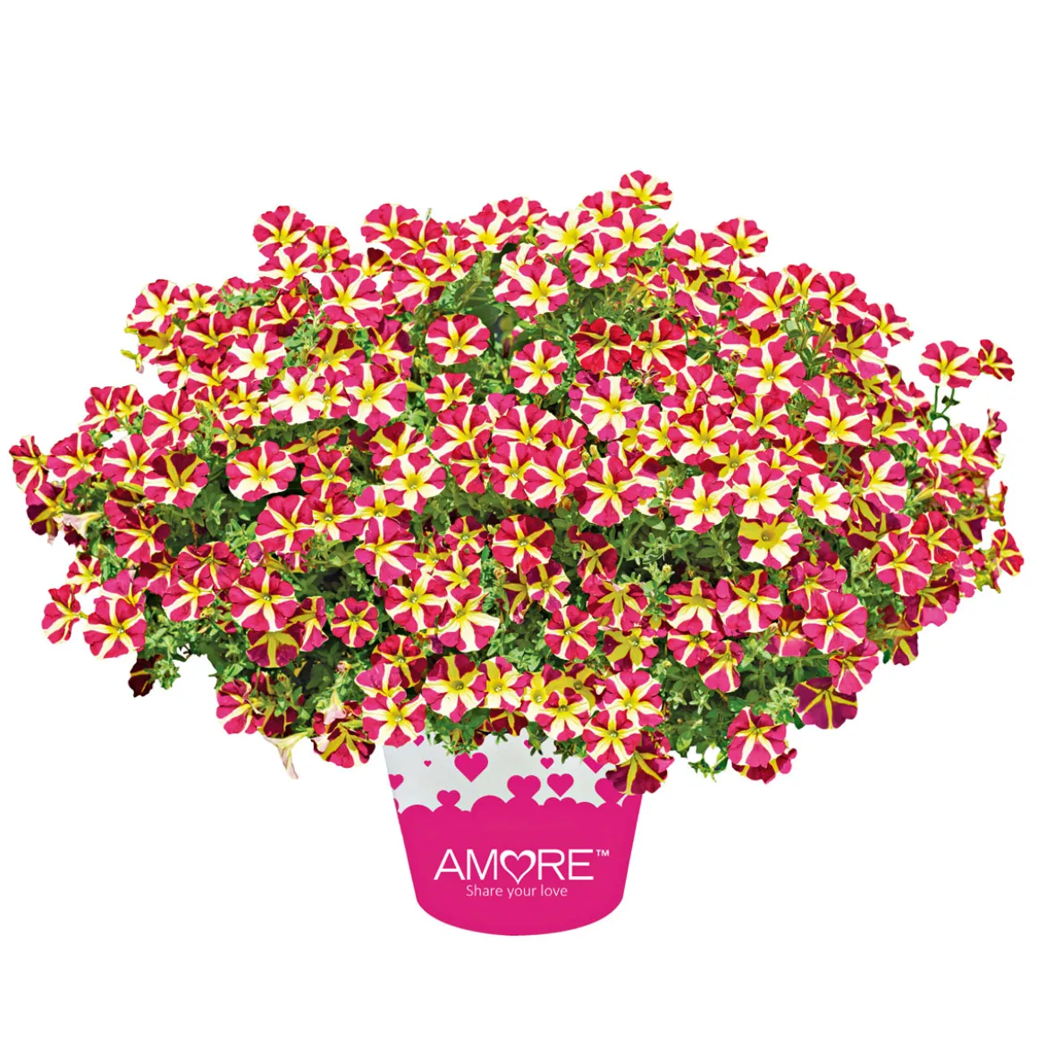PlantiflorPetunia Topf Durchmesser 12 cm