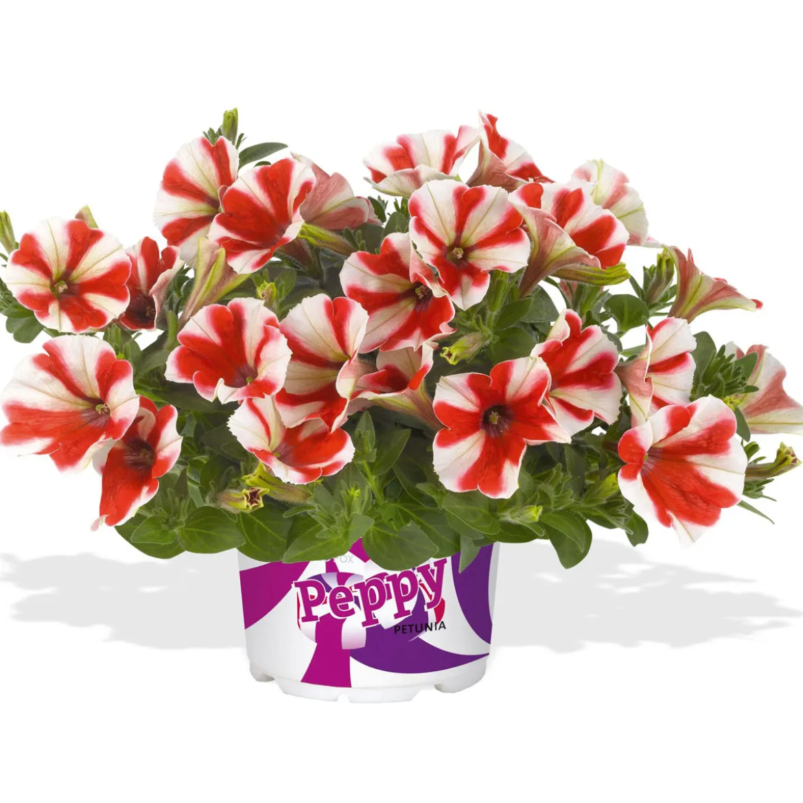 PlantiflorPetunia Topf Durchmesser 12 cm