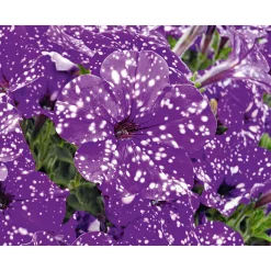 PlantiflorPetunie Night Sky Topf Durchmesser 12 cm