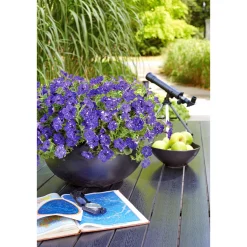 PlantiflorPetunie Night Sky Topf Durchmesser 12 cm