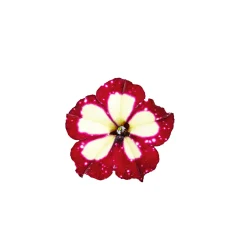 Plantiflor Petunie Sky Family Topf Durchmesser 12 cm
