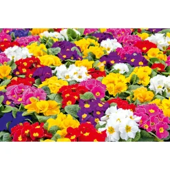 PlantiflorPrimel, 10er Pack