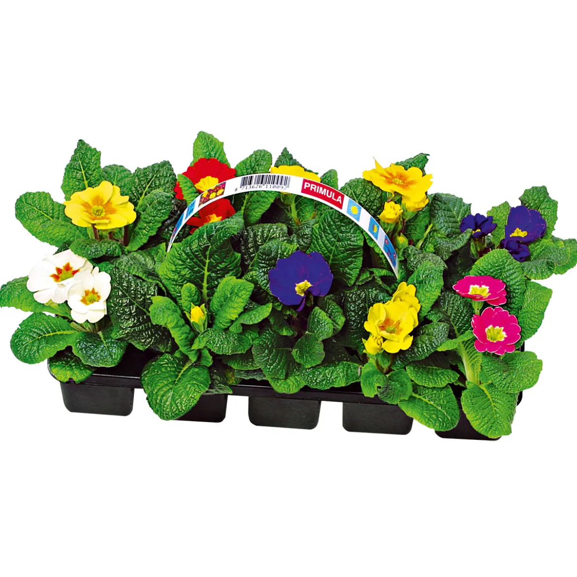 PlantiflorPrimel, 10er Pack