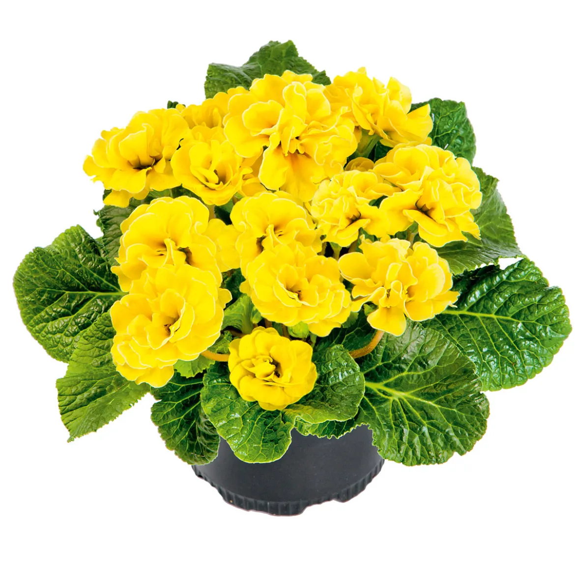 PlantiflorPrimel Topf Durchmesser 10,5 cm