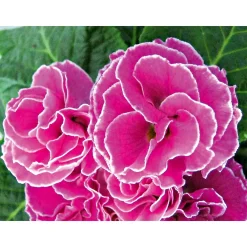 PlantiflorPrimel Topf Durchmesser 10,5 cm