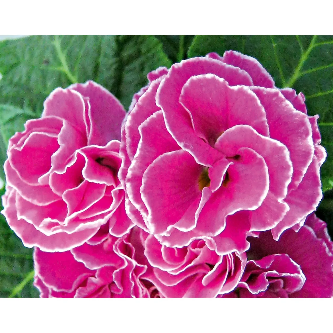 PlantiflorPrimel Topf Durchmesser 10,5 cm