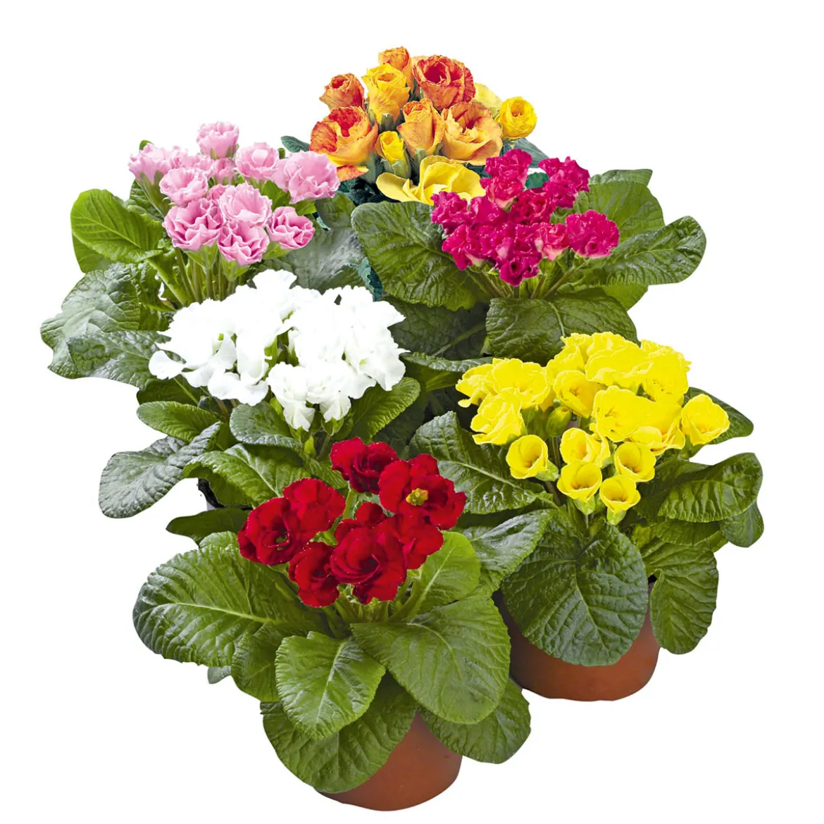 PlantiflorPrimel Topf Durchmesser 10,5 cm