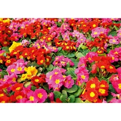 PlantiflorPrimel Topf Durchmesser 10,5 cm