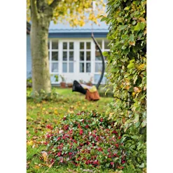 PlantiflorRebhuhnbeere Topf Durchmesser 10,5 cm