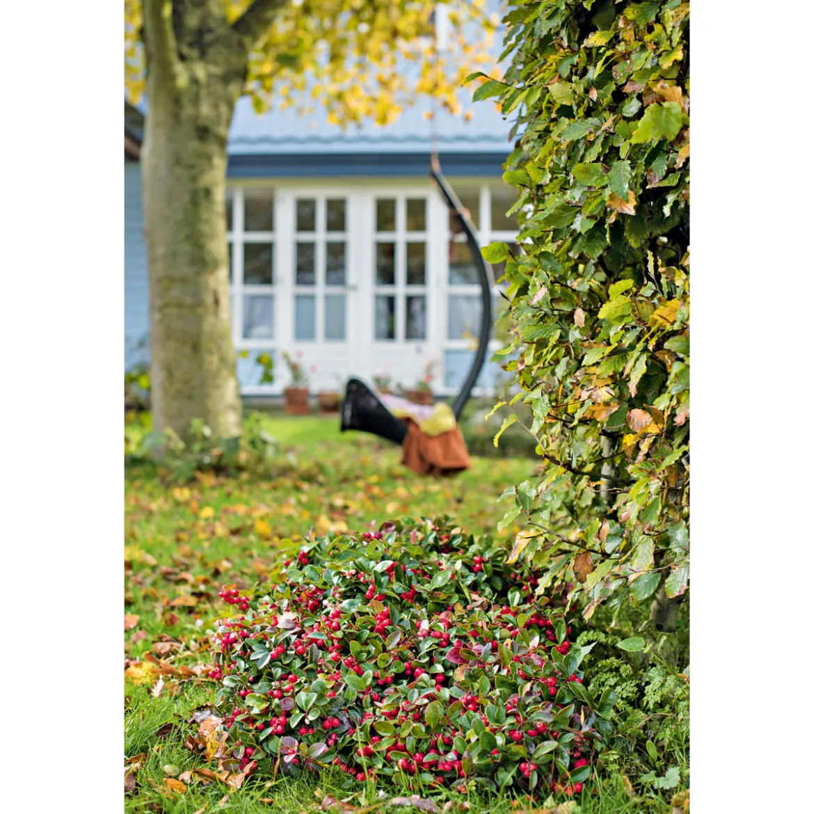 PlantiflorRebhuhnbeere Topf Durchmesser 10,5 cm