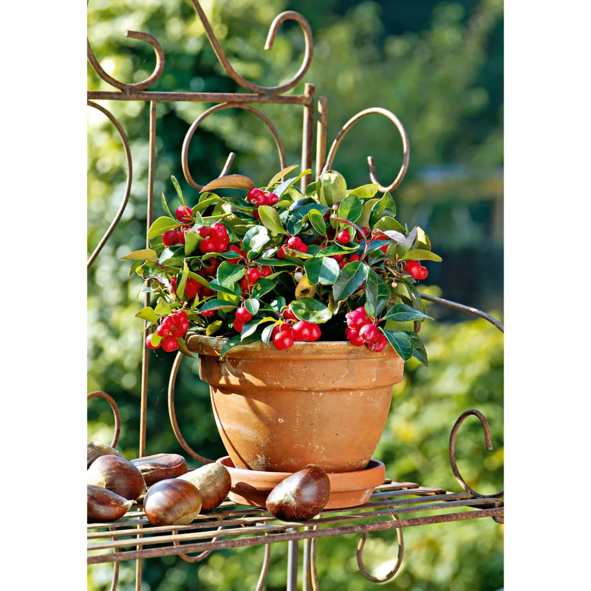 PlantiflorRebhuhnbeere Topf Durchmesser 10,5 cm
