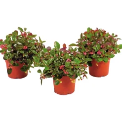 PlantiflorRebhuhnbeere Topf Durchmesser 10,5 cm