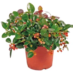PlantiflorRebhuhnbeere Topf Durchmesser 10,5 cm