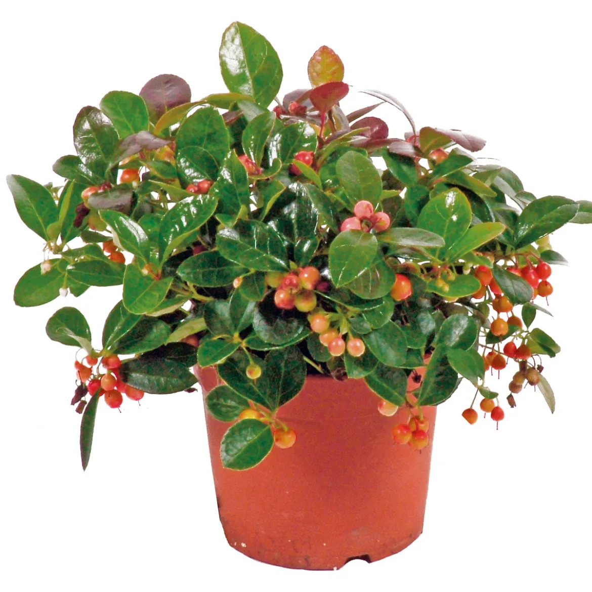 PlantiflorRebhuhnbeere Topf Durchmesser 10,5 cm