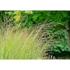 PlantiflorRuten-Hirse Topf- Durchmesser 23 cm