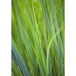 PlantiflorRuten-Hirse Topf- Durchmesser 23 cm