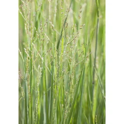 PlantiflorRuten-Hirse Topf- Durchmesser 23 cm