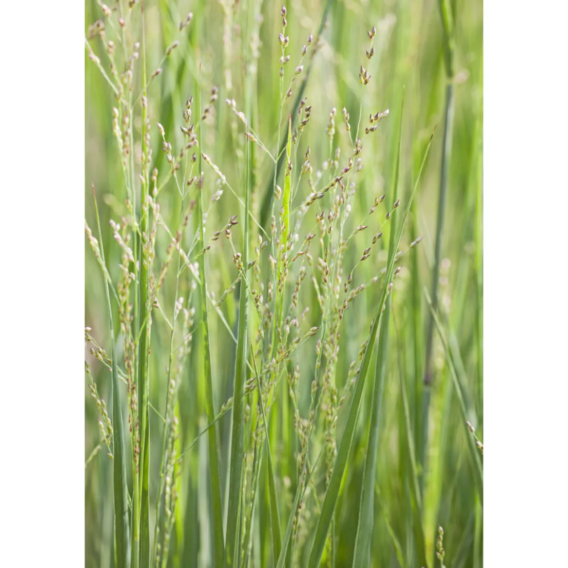 PlantiflorRuten-Hirse Topf- Durchmesser 23 cm