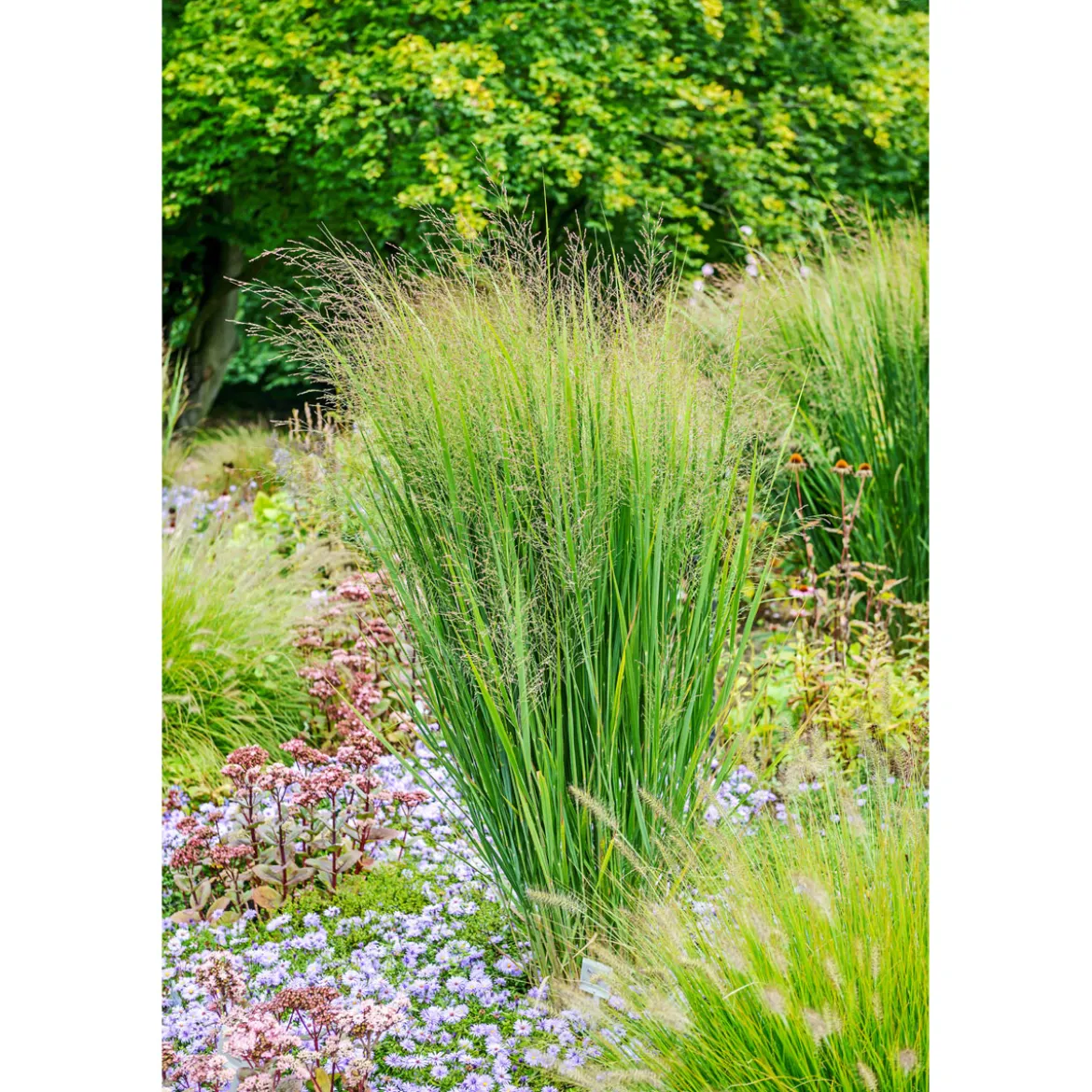 PlantiflorRuten-Hirse Topf- Durchmesser 23 cm
