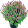 PlantiflorSalbei T14