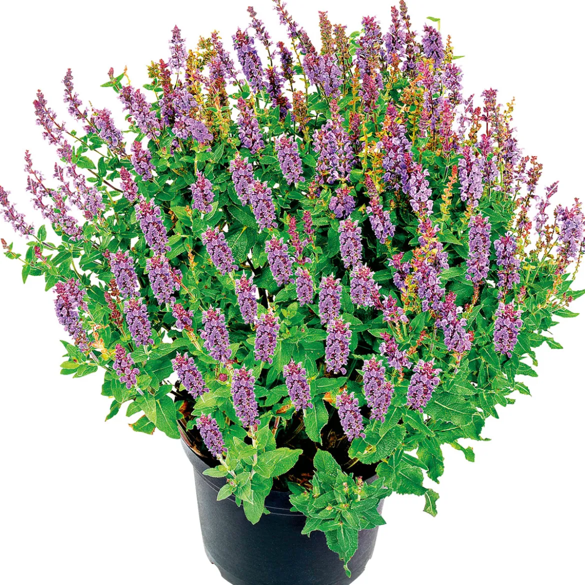 PlantiflorSalbei T14
