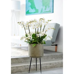 PlantiflorSchmetterlings-Orchidee 3-Trieber Topf Durchmesser 12 cm