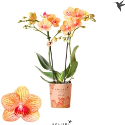 PlantiflorSchmetterlingsorchidee Topf- Durchmesser 9 cm