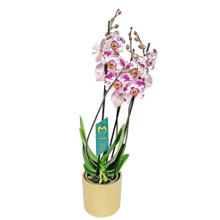 PlantiflorSchmetterlingsorchidee in Keramik Topf- Durchmesser 12 cm