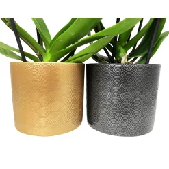 PlantiflorSchmetterlingsorchidee in Keramik Topf- Durchmesser 12 cm